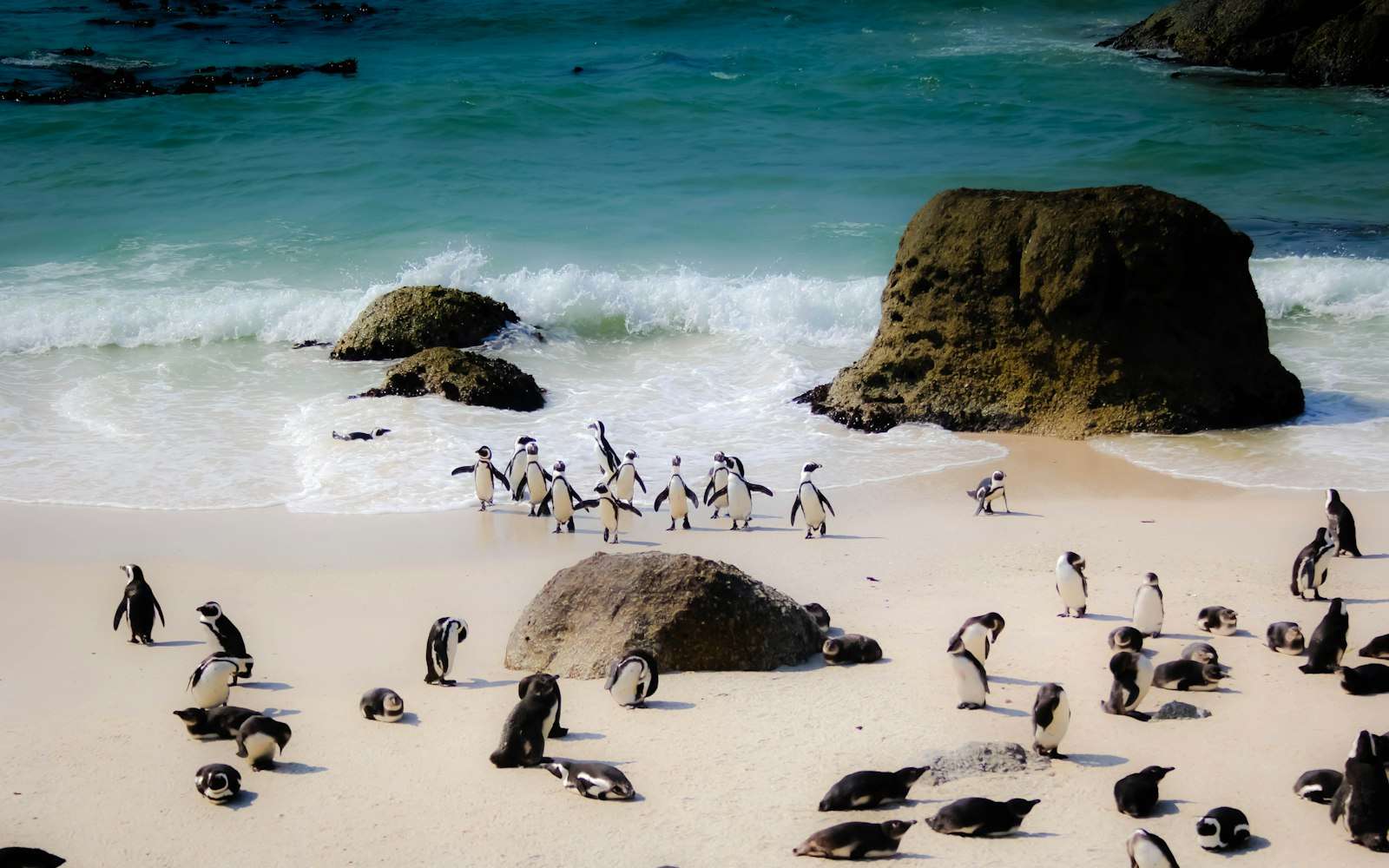 African penguins at Boulders Beach on the Cape Point route