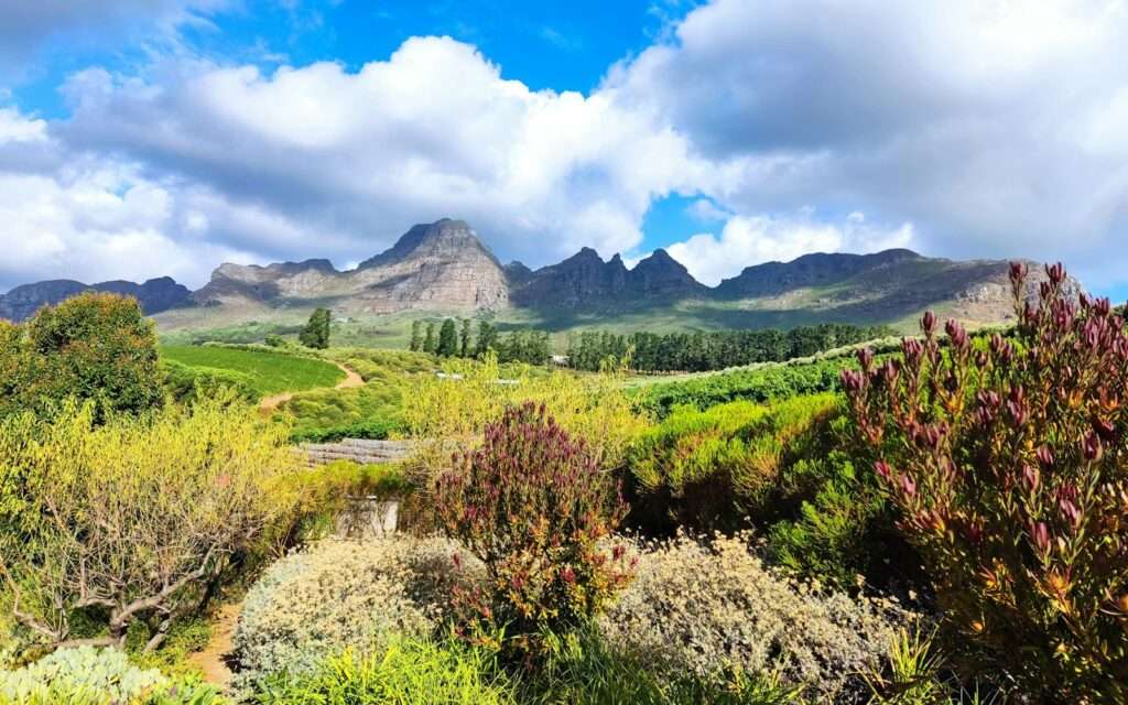 Cape Winelands vineyards below mountain peaks